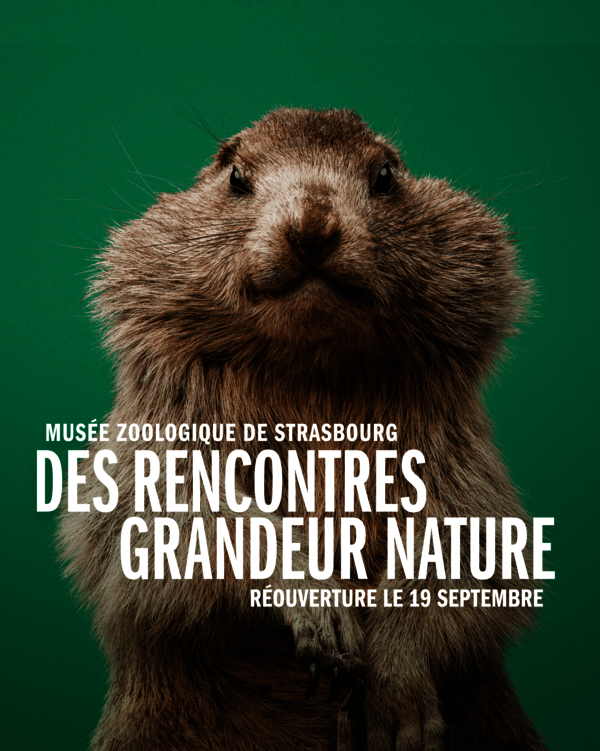 Réouverture du Musée Zoologique